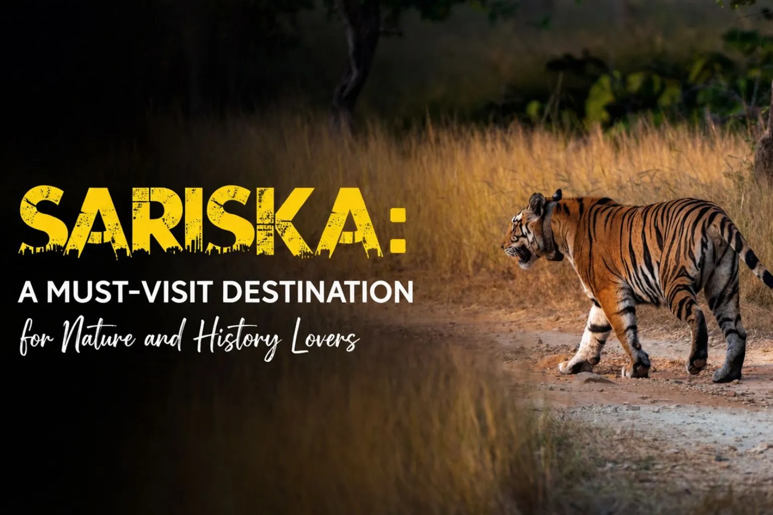 Sariska A Must-Visit Destination for Nature and History Lovers