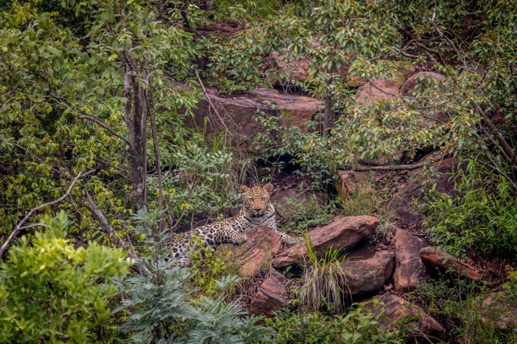 like this tiger in Sariska