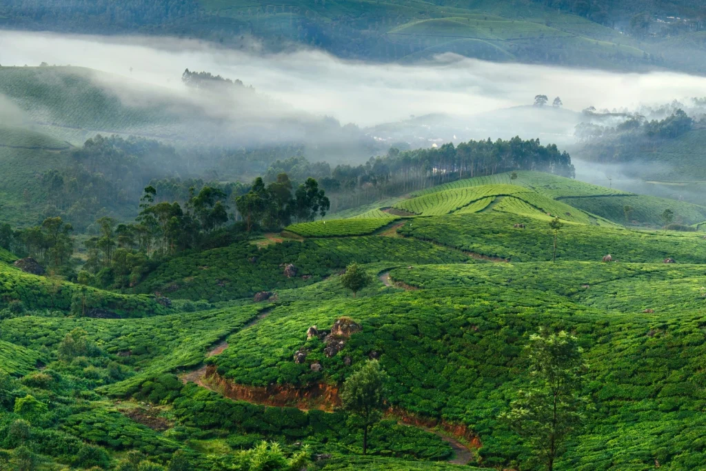 munnar Best Places to Visit in India in October